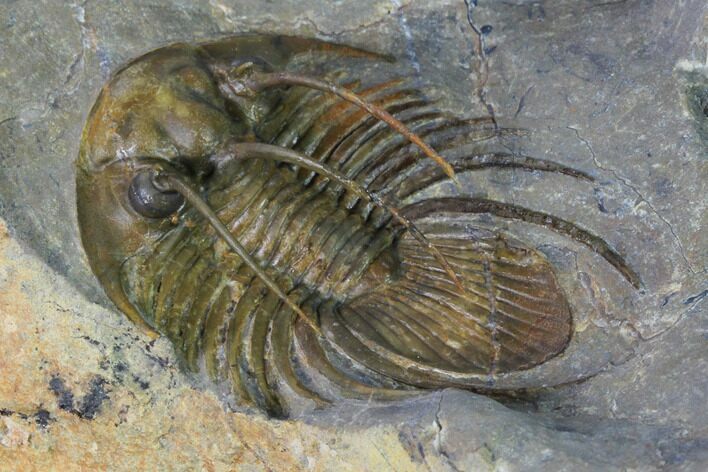 Spiny Kolihapeltis Trilobite - Rare Species #164517
